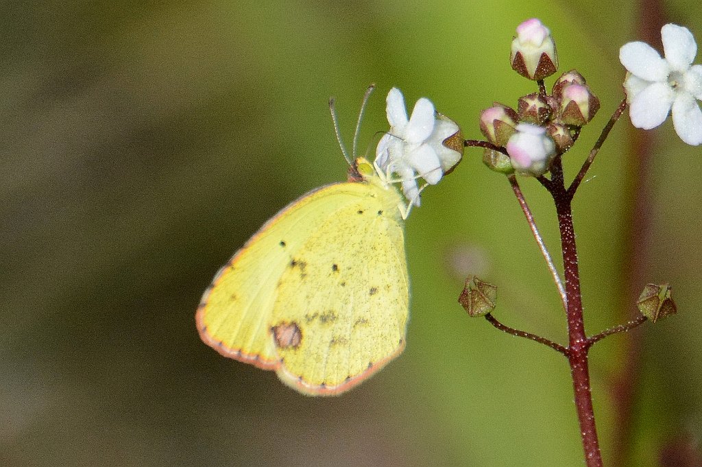 108 2015-01150615b Everglades NP, FL.JPG - Little Yellow (Eurema lisa). Butterfly. Everglades National Park, FL, 1-15-2015